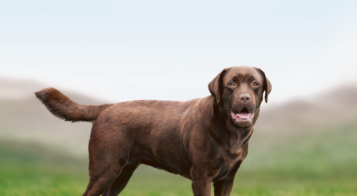 Tørrfôr for voksne store hunderaser – vektkontrolloppskrift 